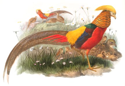 Thaumalea picta