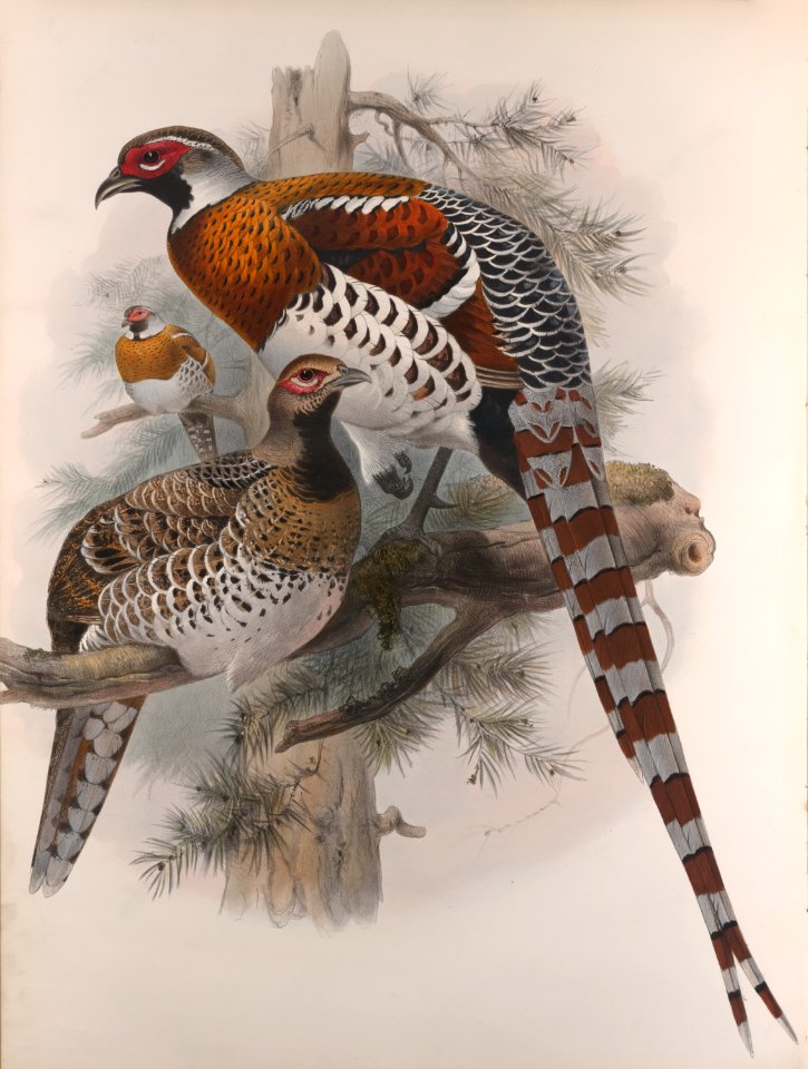 Calophasis Ellioti