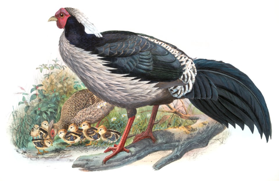 Euplocomus albo cristatus