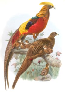 Thaumalea obscura