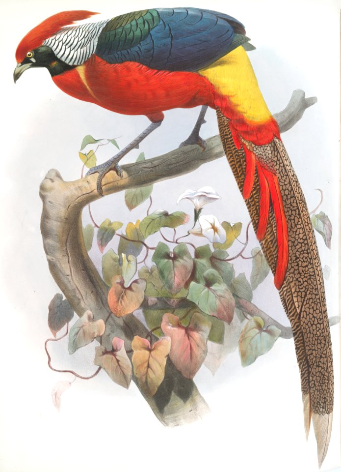Hybrid Pheasant