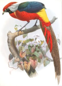 Hybrid Pheasant