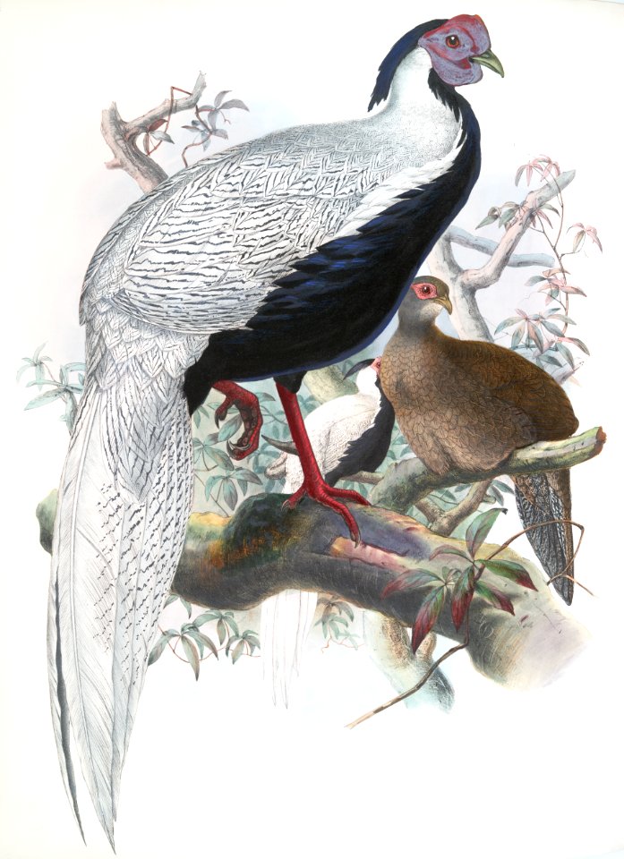 Euplocomus nycthemerus