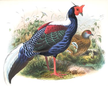 Euplocomus Swinhoei