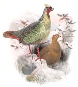 Ithalginis cruentus