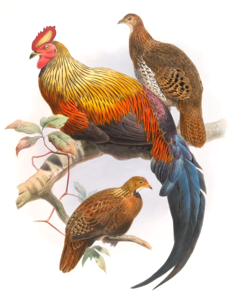 Gallus La Fayettei