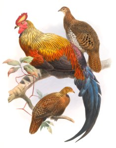 Gallus La Fayettei