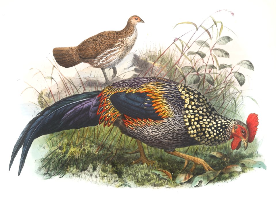 Gallus Sonneratii