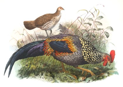 Gallus Sonneratii