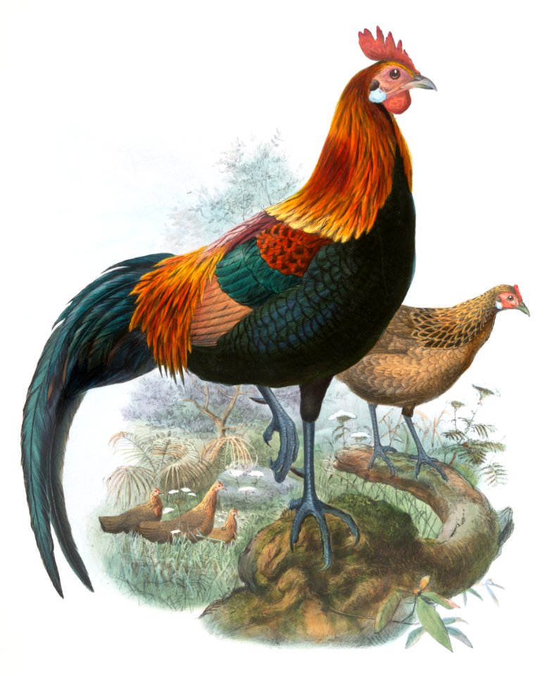 Gallus ferrugineus