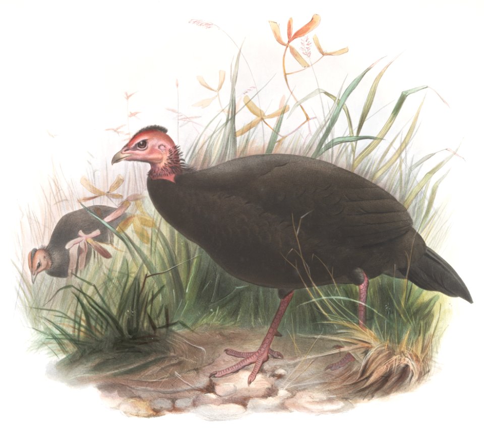 Phasidus niger