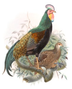 Gallus varius