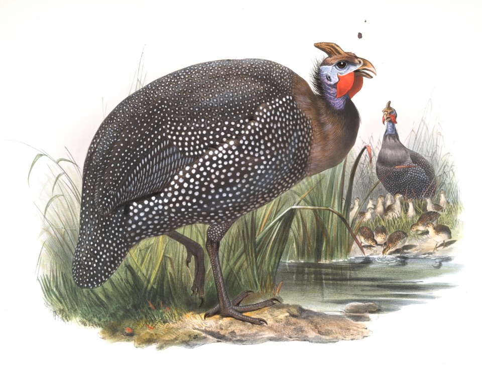 Numida meleagris