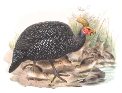 Numida coronata