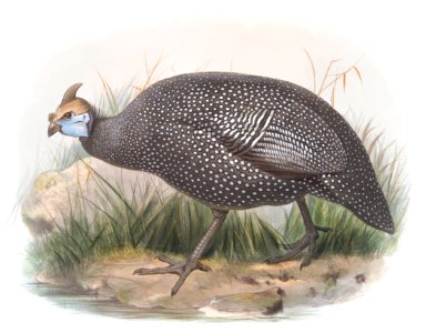 Numida ptilorhyncha
