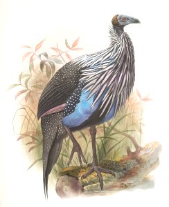 Acryllium vulturina