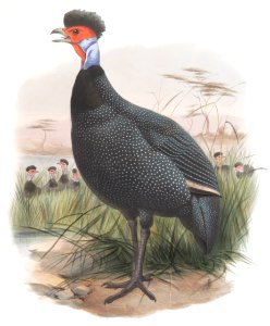 Numida Granti