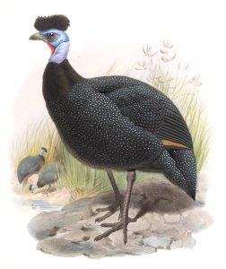 Numida cristata