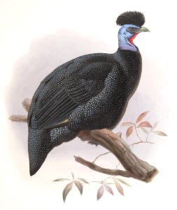 Numida Pucherani