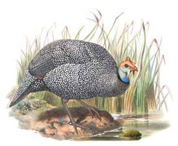 Numida mitrata