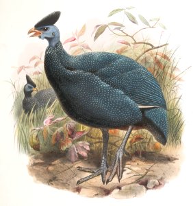 Numida plumifera