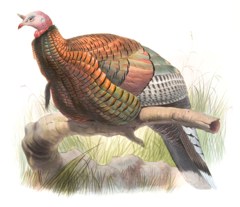 Meleagris Mexicana
