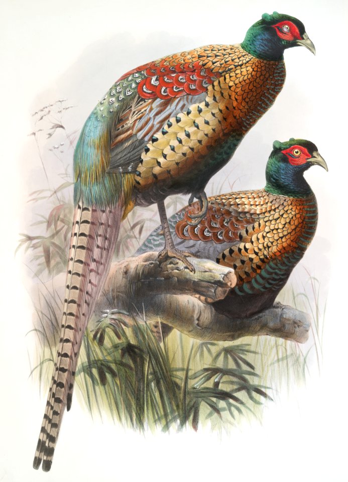 Phasianus Deccollatus
