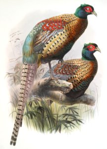 Phasianus Deccollatus