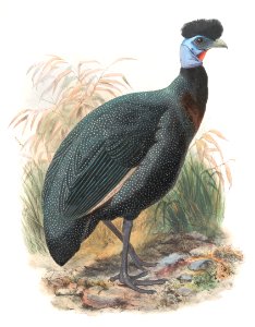 Numida Verreauxii