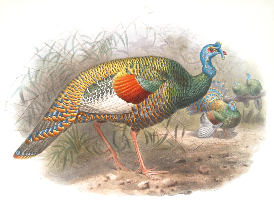 Melaeacris Ocellata