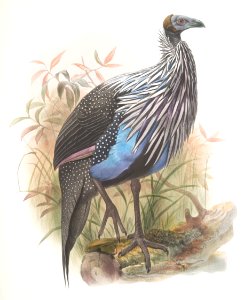 Acryllium Vulturina