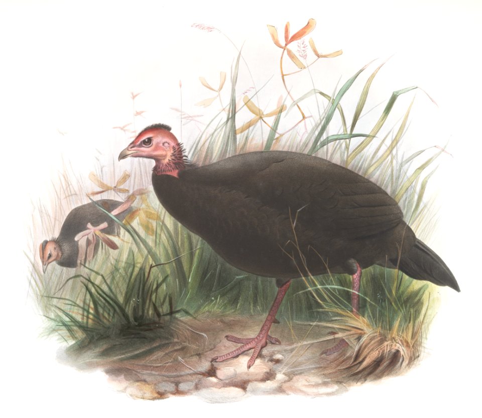 Phasidus Niger