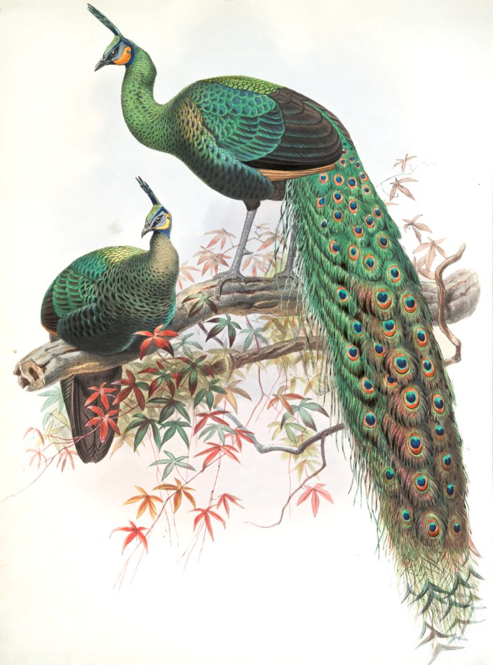 Pavo muticus