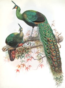 Pavo muticus