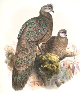 Polyplectron thibetanum