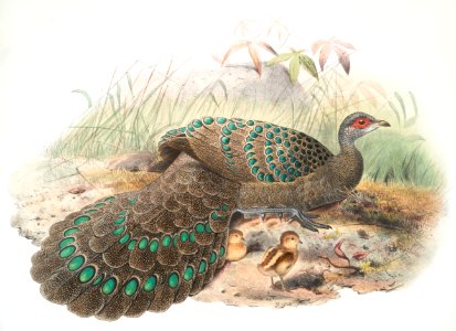 Polyplectron Germaini
