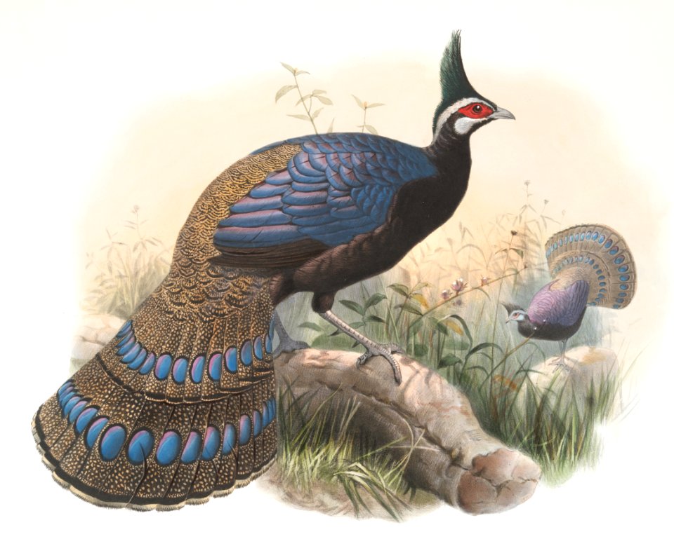 Polyplectron emphanum