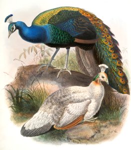 Pavo nigripennis