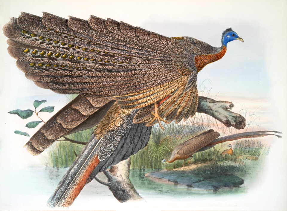 Argus Grayi
