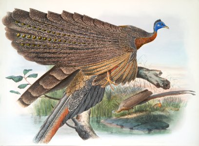 Argus Grayi
