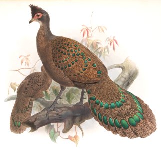 Polyplectron bicalcaratum