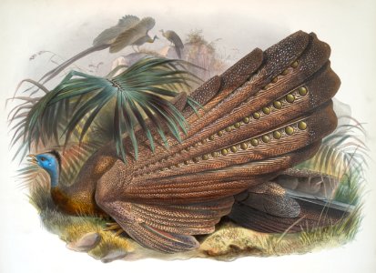 Argus giganteus