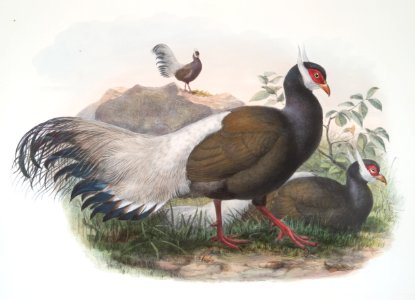 Crossoptilon mantchuricum