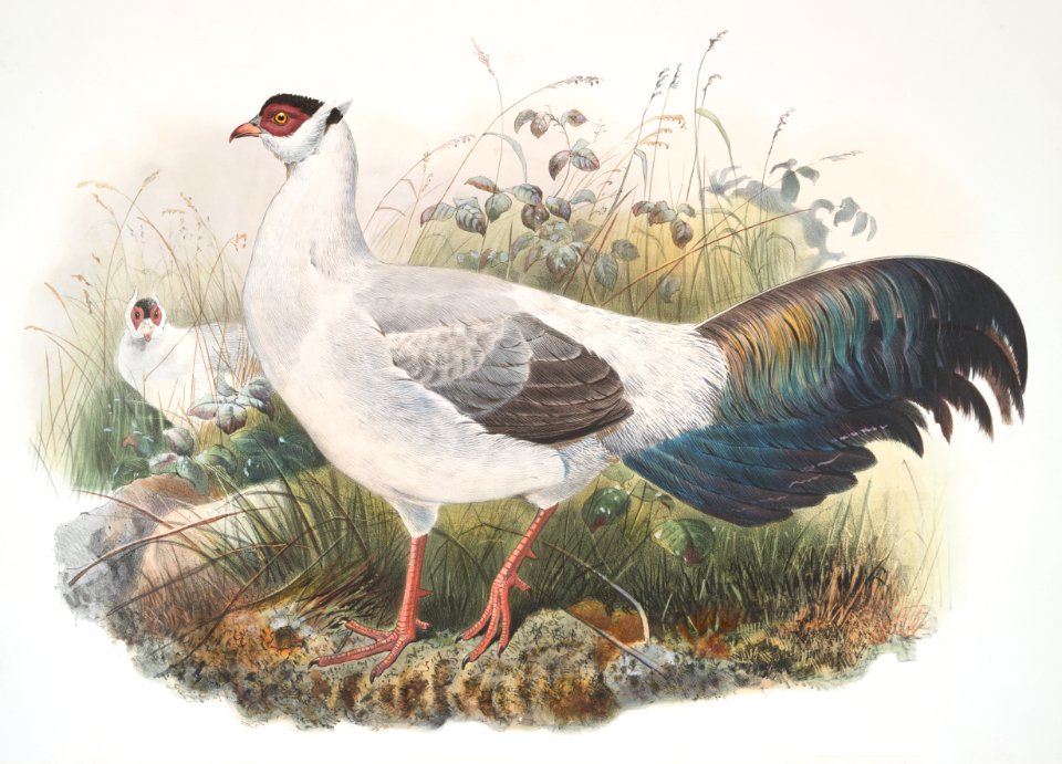 Crossoptilon thibetanum
