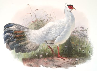 Crossoptilon Drouynii