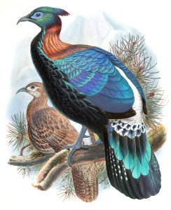 Lophophorus Lhuysii