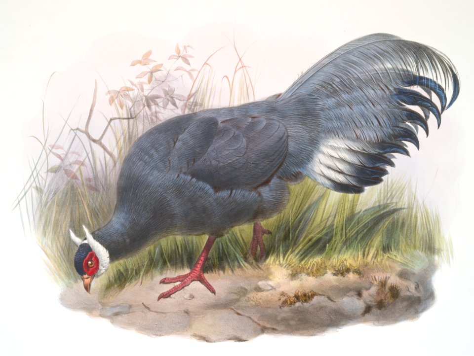 Crossoptilon auritum