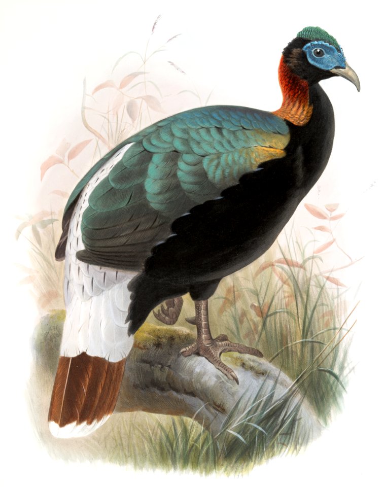 Lophophorus Sclateri