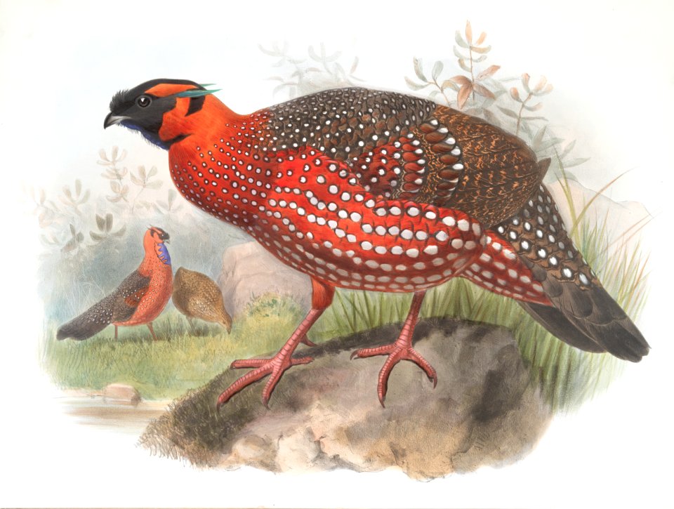Ceriornis satyra