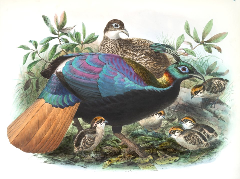 Lophophorus Impeyanus